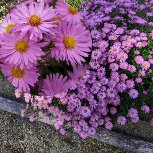 Aster dumosus 'Herbstgrüss vom Bresserhof' - Madal aster 'Herbstgrüss vom Bresserhof' P9/0,55L